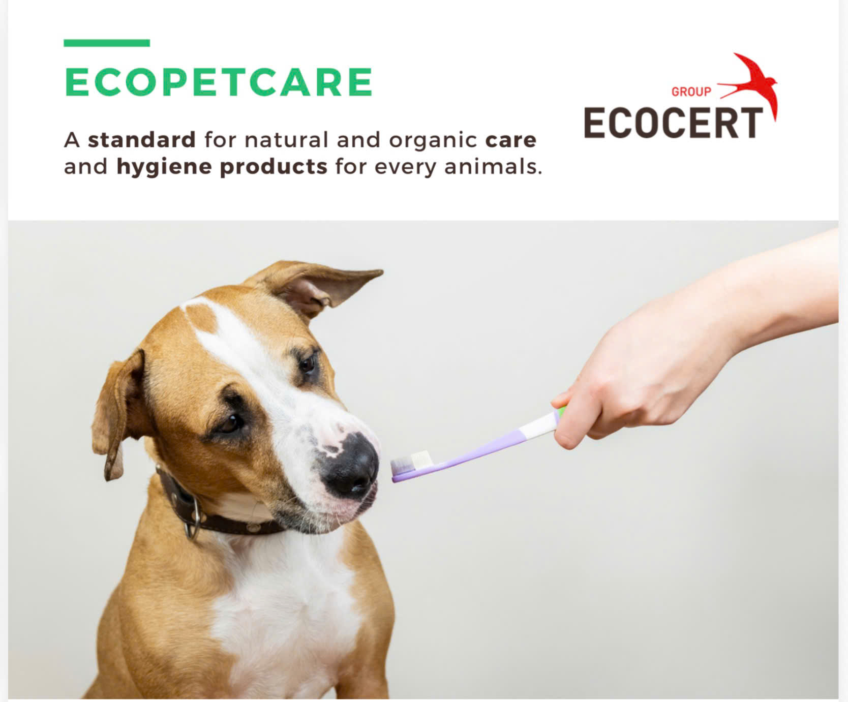 thị trường pet personal care